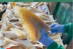 Video: Nearly 3500 Shark fins seized in Colombia