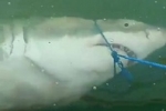 Video: Great White Shark caught off Djerba, Tunisia
