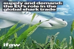 IFAW Report: EU’s role in the global shark trade