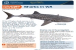 Fact Sheet: Sharks in Western Australia