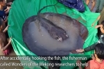 Wonders of the Mekong: 300-kilo stingray sets world record for largest freshwater fish