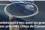 Le Parisien: Great white shark filmed off Camargue, France