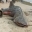 Video: Two whale sharks beached in Indonesia