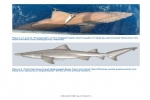 New shark species added to Bermuda’s fish fauna