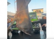 Video: Great white shark caught in Tunisia, Dec 2022