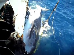 vide_whale release