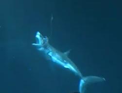 great white shark aquarium
