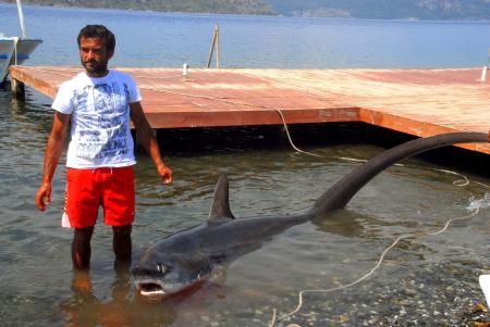 shark notable mediterranean region european records recent milliyet credit source