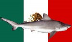 mexico flag shark
