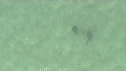 An aerial view of the suspected shark in off Northern Sydney