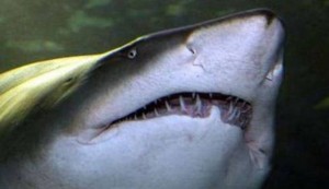 Grey nurse sharks are critically endangered.