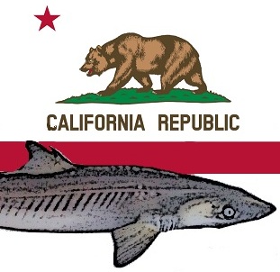 California_shark