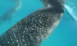 vid_ Whale shark eco tourism spawns conservation headache