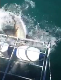 vid_Great White Shark gets head into Shark Diving Cage