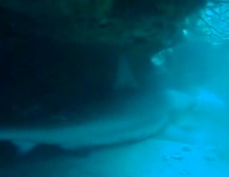 Caribbean Reef Shark Carcharhinus perezi Florida