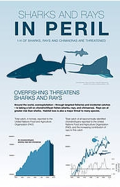 IUCN sharks in peril
