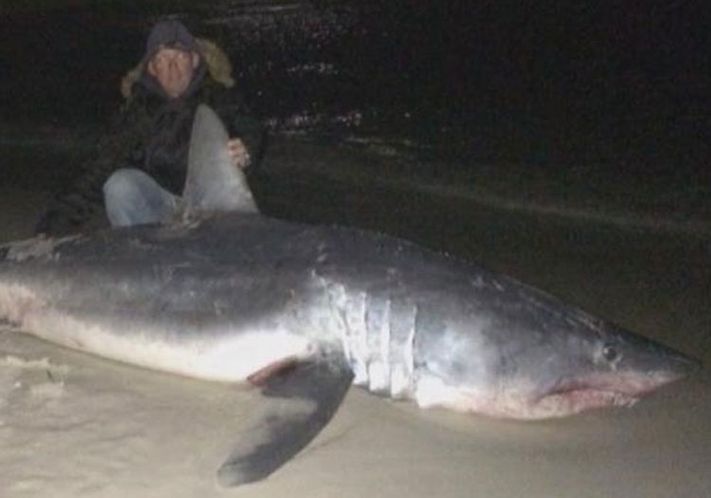 805-pound mako shark caught on Panhandle beach 04/23/14