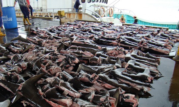 shark-finning-costa-rica