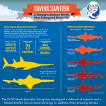 saving sawfish info